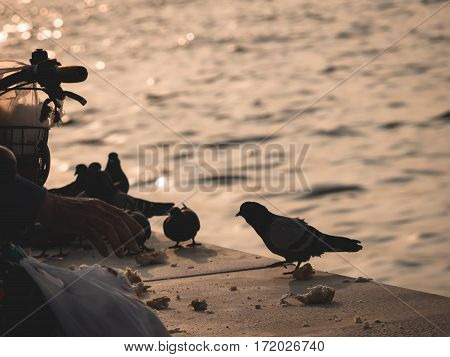 Group Of Pigeon Eating By The Sea