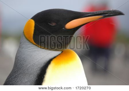 King Penguin