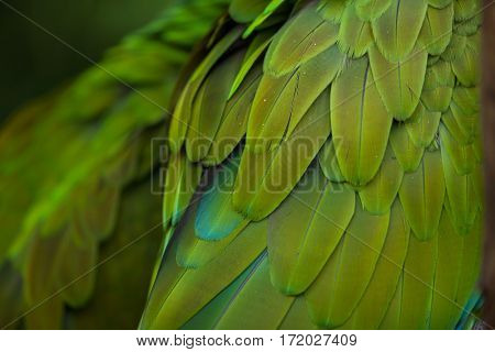 Green military macaw (Ara militaris). Plumage texture.