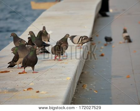 Group Of Pigeon Eating By The Sea