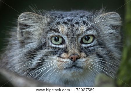 Pallas's cat (Otocolobus manul), also known as the manul. 