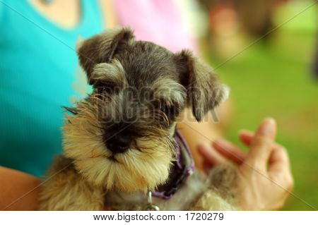 Bebé Schnauzer