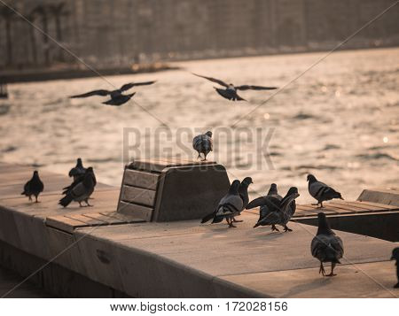 Group Of Pigeon Bird Flying By The Sea