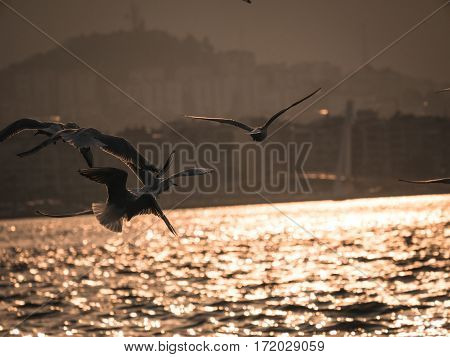Group Of Pigeon Bird Flying By The Sea