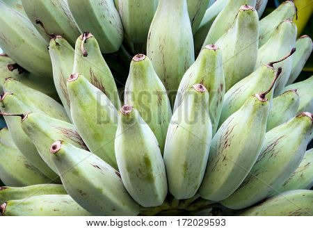 Bunch of raw Silver Bluggoe on a banana tree