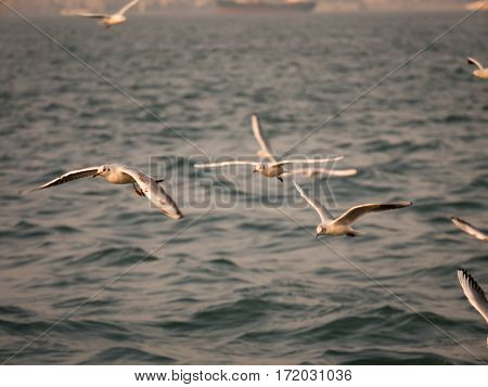 Group Of Seagull Bird Flying By The Sea