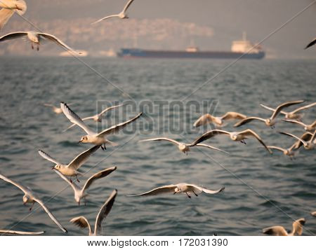 Group Of Seagull Bird Flying By The Sea