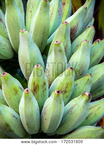 Bunch of raw Silver Bluggoe on a banana tree