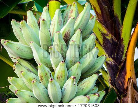 Bunch of raw Silver Bluggoe on a banana tree