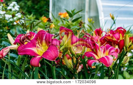 Zephyranthes Flower. Fairy Lily, Rainflower, Zephyr , Magic