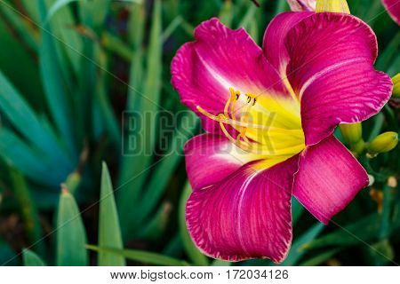 Zephyranthes Flower. Fairy Lily, Rainflower, Zephyr , Magic