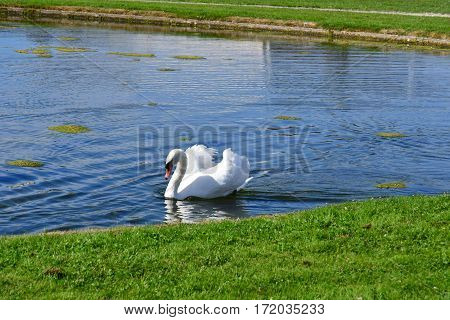 Chantilly France - august 14 2016 : swan in thepark of the castle of Chantilly