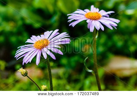 Bluish Aster  Tongolensis , Family Compositae. Two Flowers. Purple