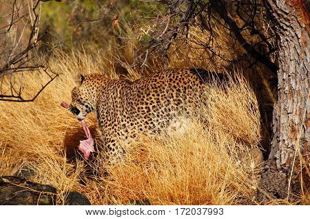 Wonderful Leopard in the Landscape of Namibia