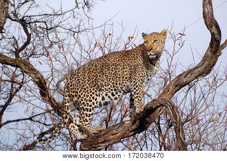 Wonderful Leopard in the Landscape of Namibia