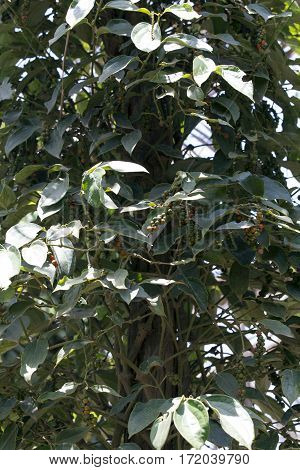 Pepper Plantation In Kampot