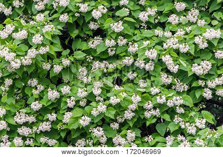 Flowers Of Catalpa Bignonioides. Common Names Include Southern Catalpa, Cigar Tree, And Indian Bean