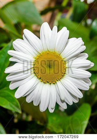 Leucanthemum Vulgare, The Ox-eye Daisy Or Oxeye Daisy (syn. Chrysanthemum Leucanthemum), Close Up, I