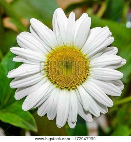 Leucanthemum Vulgare, The Ox-eye Daisy Or Oxeye Daisy (syn. Chrysanthemum Leucanthemum), Close Up, I
