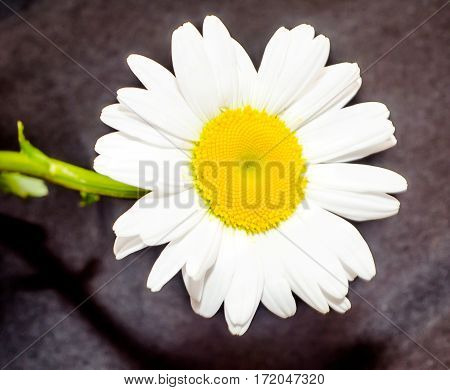 Leucanthemum Vulgare, The Ox-eye Daisy Or Oxeye Daisy (syn. Chrysanthemum Leucanthemum), Close Up, I