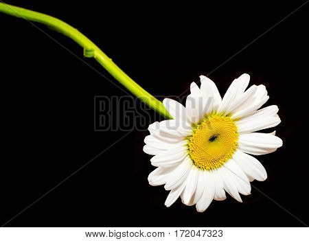Leucanthemum Vulgare, The Ox-eye Daisy Or Oxeye Daisy (syn. Chrysanthemum Leucanthemum), Close Up, I