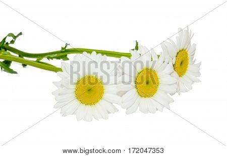Leucanthemum Vulgare, The Ox-eye Daisy Or Oxeye Daisy (syn. Chrysanthemum Leucanthemum), Close Up, I