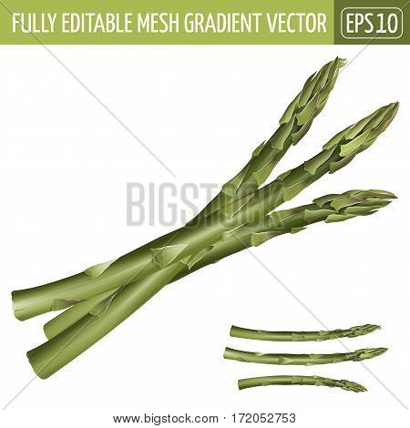 Asparagus realistic isolated illustration on white background.