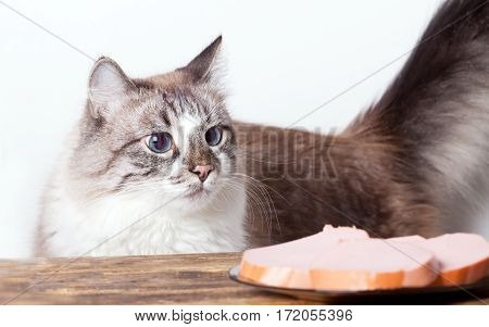 young hungry cat and a plate with sausage