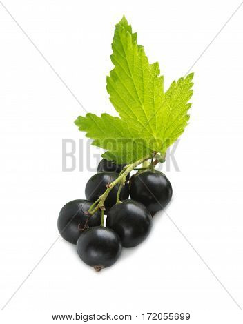 Black Currant Berries. Bunch of black currant fruits with leaf isolated on white background