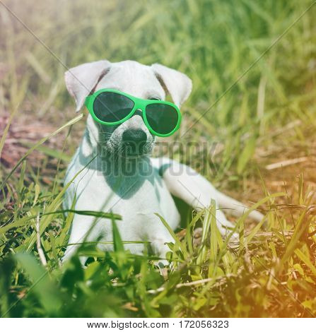 Dog Wear Sungalsses Sit on Grass