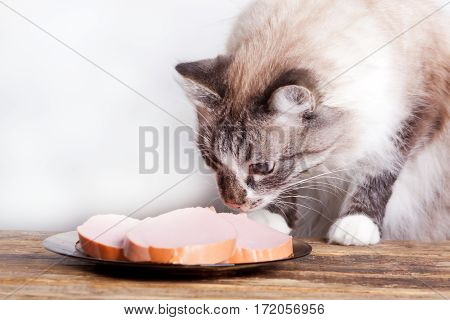 young cat near the a plate with sausage