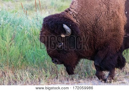 Beautiful American Bison walking close by with his hoof raised mid step.