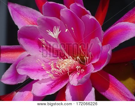 pink cactus flower wide open in the sun