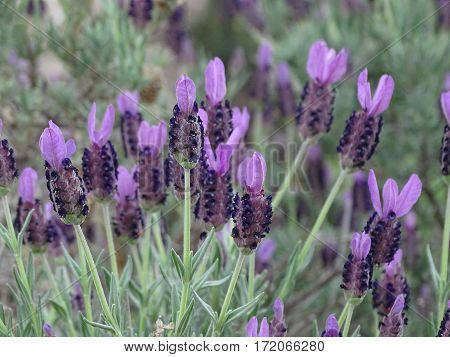 purple lavender blossoming in the springtime sun