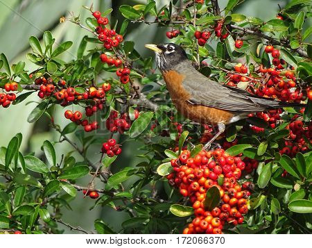 a robin hunting for ripe berries to eat