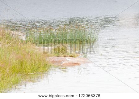 Sea and weed in the archipelago in Aaland Finland