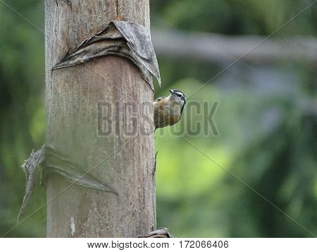 a curious woodpecker peeking around a tree trunk