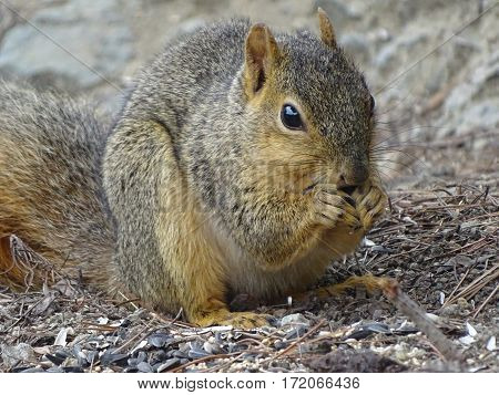 closeup of squirrel gathering seeds to eat