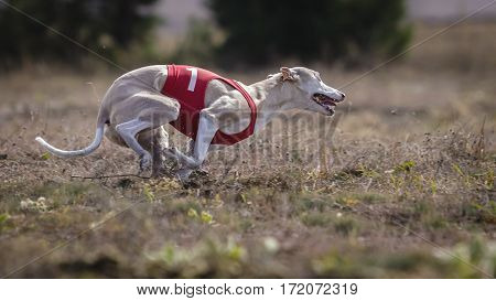 Whippet Dog Running. Coursing, Passion And Speed