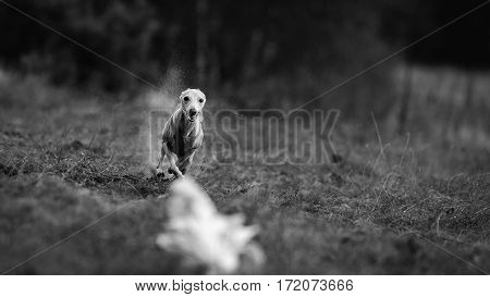 Coursing. Small Dog Italian Greyhound pursues bait in the field. Dog running in the tshirt