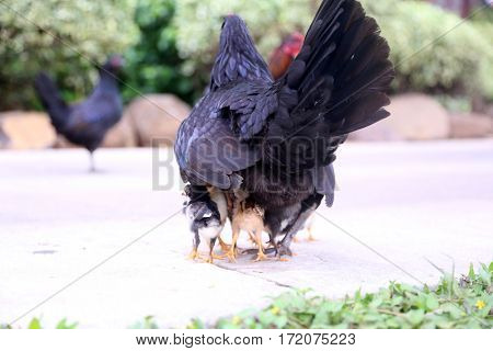 Orpington Hen with chicks. Orpington is a breed of chicken named after the town of Orpington, Kent, in south-east England. 

