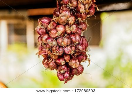 bunch of Shallot onions or red onion