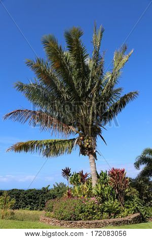 Coconuts. Coconut Palm Tree. coconut palm. palm tree