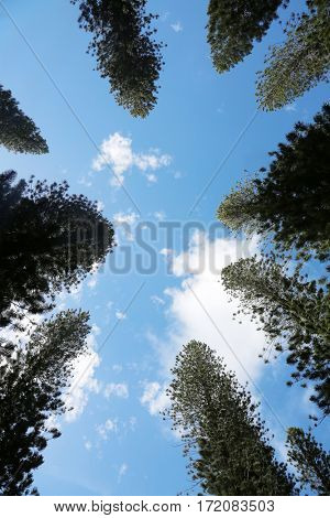 Norfolk Pine aka Araucaria Heterophlla. Star Pine or Triangle Tree and Living Christmas Tree on the island of Lani in Hawaii. 
