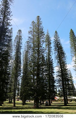 Norfolk Pine aka Araucaria Heterophlla. Star Pine or Triangle Tree and Living Christmas Tree on the island of Lani in Hawaii. 
