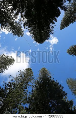 Norfolk Pine aka Araucaria Heterophlla. Star Pine or Triangle Tree and Living Christmas Tree on the island of Lani in Hawaii. 
