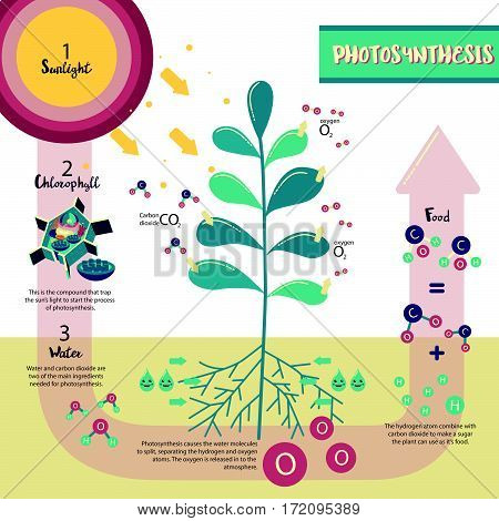 Photosynthesis process diagram illustration vector design infographic