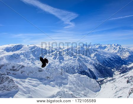 Alpine chough flying over summits of the Swiss Alps, view from Mt. Titlis in winter. The Titlis is a mountain in Switzerland, located on the border between Swiss cantons of Obwalden and Bern.