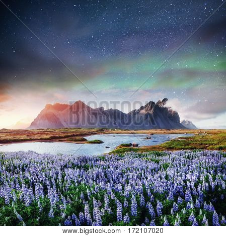 The picturesque landscapes of forests and mountains of Iceland. Wild blue lupine blooming in in summer. Fantastic starry sky and the milky way.  Courtesy of NASA.