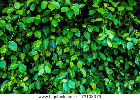 Green leaf Shrubbery wall background in the village